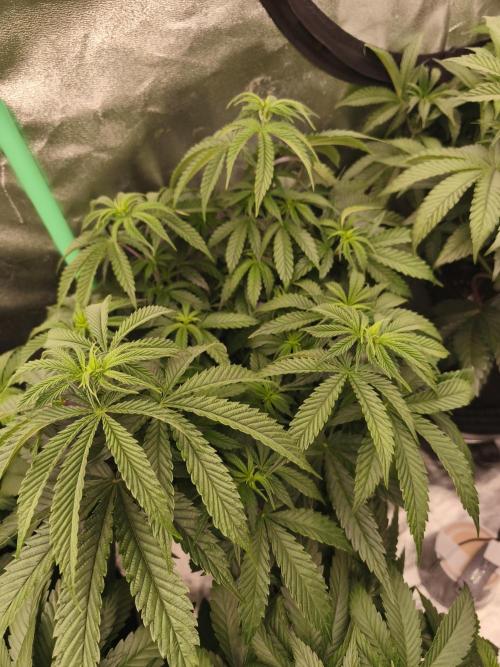 Gorilla, Punch Pie, Radical Juice. Week 8 - vegday 54
16.12.2025