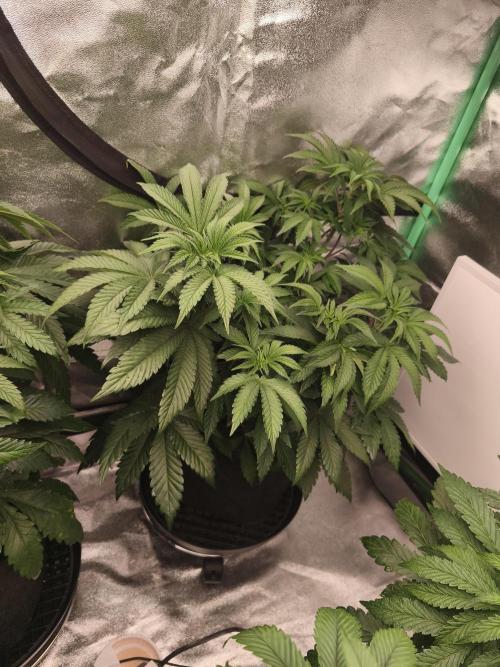 Gorilla, Punch Pie, Radical Juice. Week 8 - vegday 54
16.12.2025