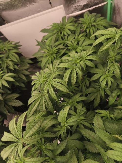 Gorilla, Punch Pie, Radical Juice. Week 8 - vegday 54
16.12.2025