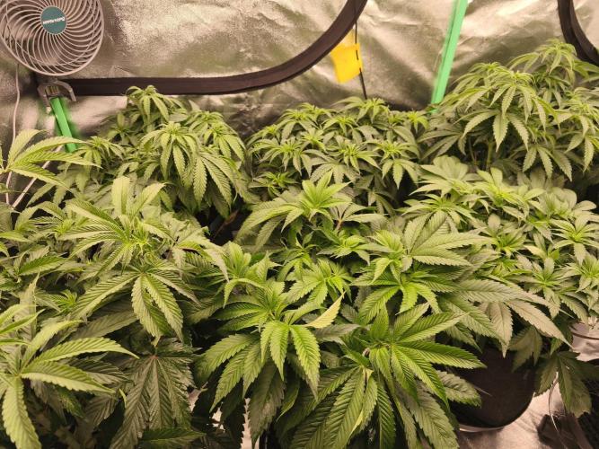 Gorilla, Punch Pie, Radical Juice. Week 8 - vegday 54
16.12.2025