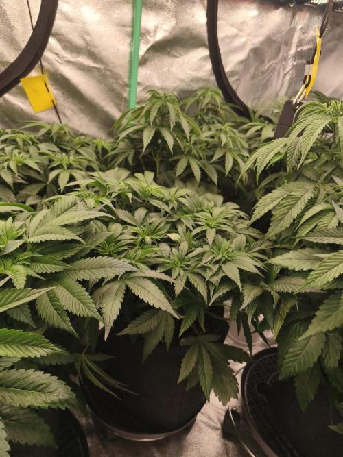 Gorilla, Punch Pie, Radical Juice. Week 8 - vegday 54
16.12.2025