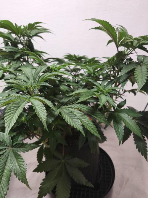 Gorilla, Punch Pie, Radical Juice. Week 8 - vegday 54
16.12.2025