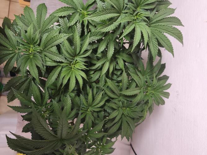 Gorilla, Punch Pie, Radical Juice. Week 8 - vegday 54
16.12.2025