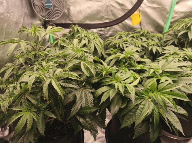 Gorilla, Punch Pie, Radical Juice. Week 8 - vegday 54
16.12.2025