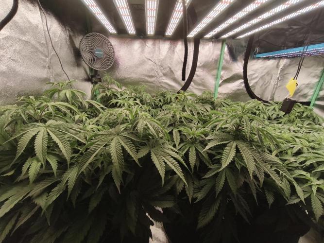 Gorilla, Punch Pie, Radical Juice. Week 9 - vegday 59
21.12.2025