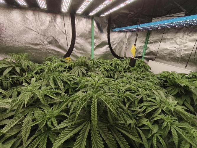 Gorilla, Punch Pie, Radical Juice. Week 9 - vegday 59
21.12.2025