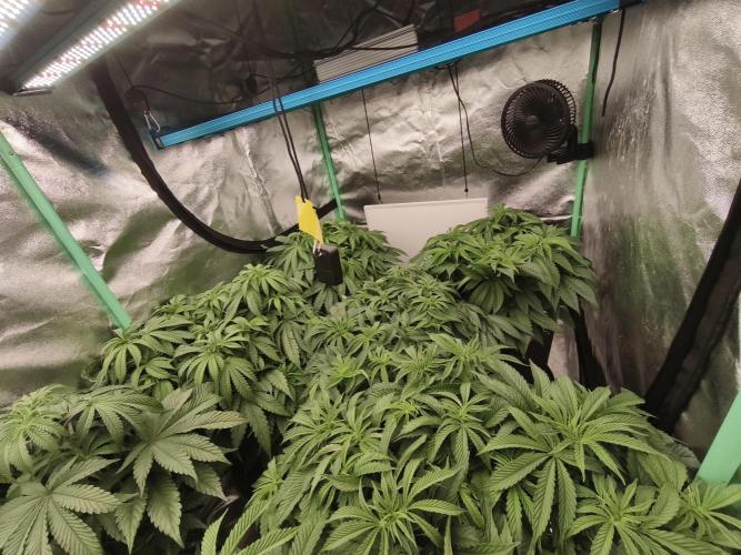 Gorilla, Punch Pie, Radical Juice. Week 9 - vegday 59
21.12.2025