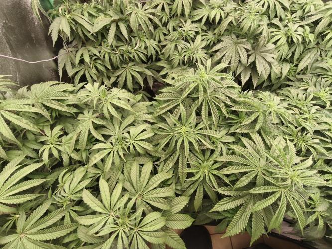 Gorilla, Punch Pie, Radical Juice. Week 9 - vegday 59
21.12.2025