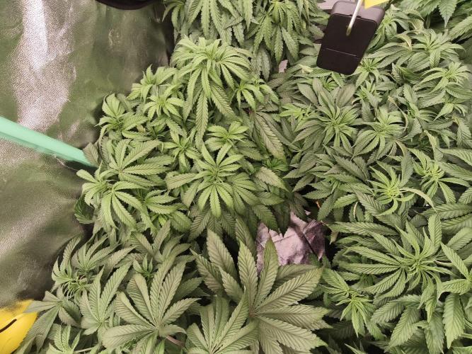 Gorilla, Punch Pie, Radical Juice. Week 9 - vegday 59
21.12.2025