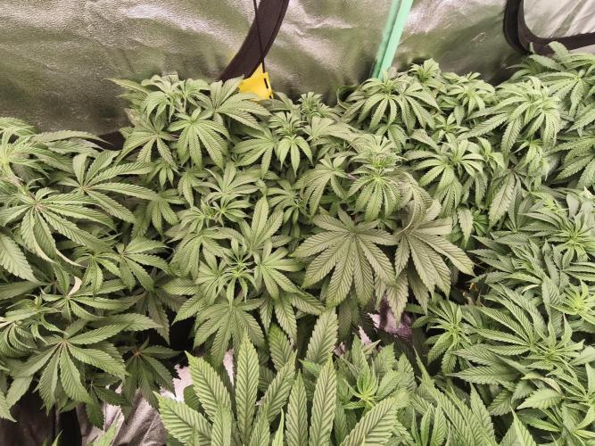 Gorilla, Punch Pie, Radical Juice. Week 9 - vegday 59
21.12.2025