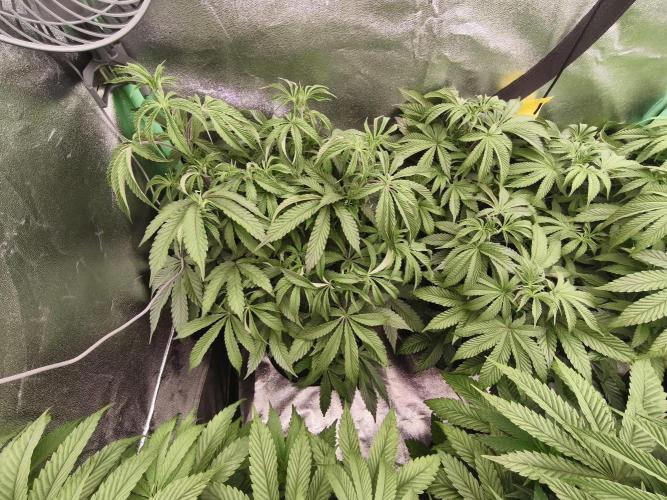 Gorilla, Punch Pie, Radical Juice. Week 9 - vegday 59
21.12.2025