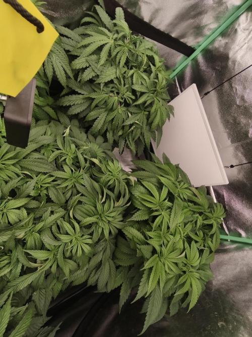 Gorilla, Punch Pie, Radical Juice. Week 9 - vegday 59
21.12.2025