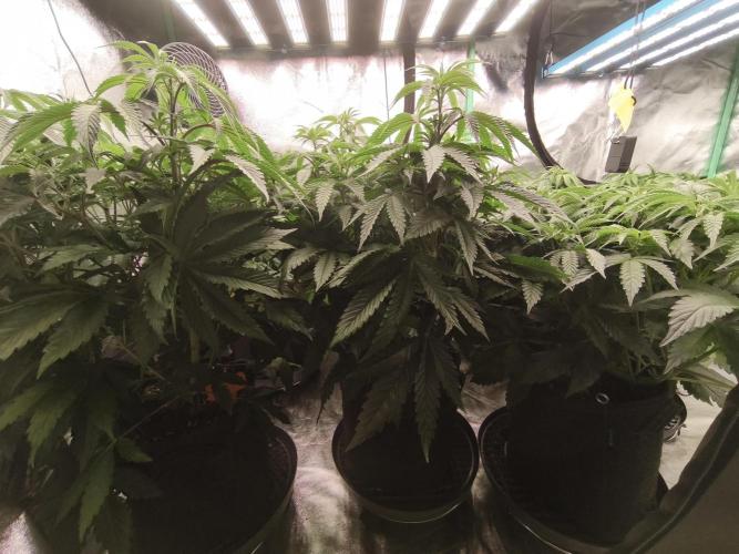 Gorilla, Punch Pie, Radical Juice. Week 9 - vegday 59
21.12.2025