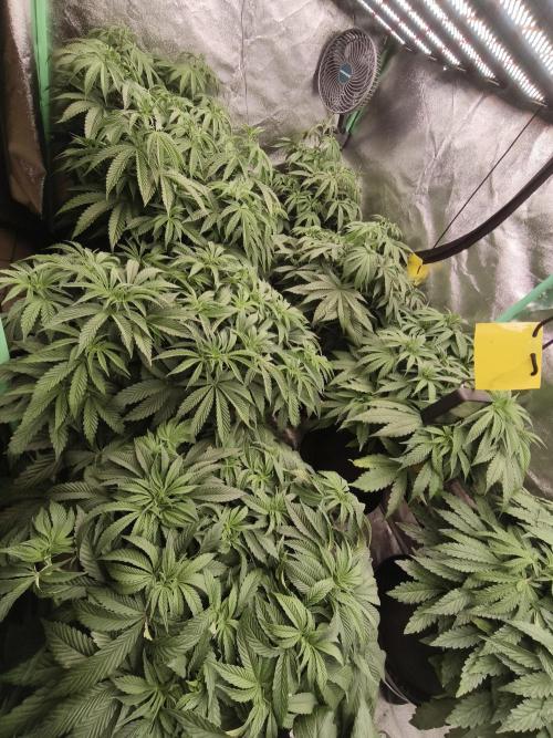 Gorilla, Punch Pie, Radical Juice. Week 10