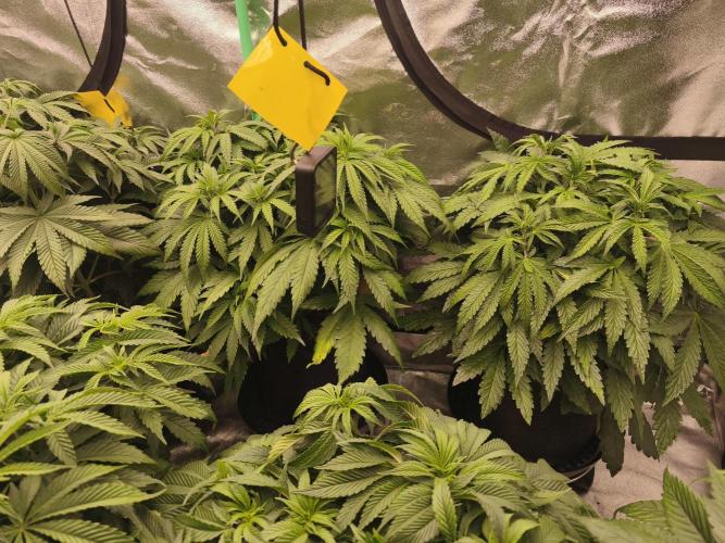 Gorilla, Punch Pie, Radical Juice. Week 10