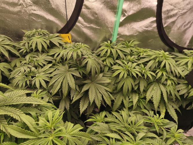 Gorilla, Punch Pie, Radical Juice. Week 10