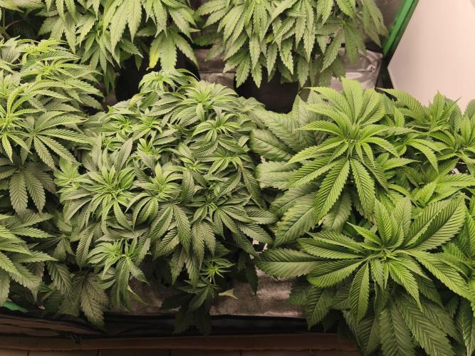 Gorilla, Punch Pie, Radical Juice. Week 10 - Bloom day 1
22.12.2025