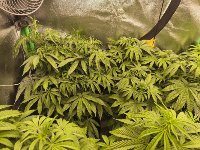 Gorilla, Punch Pie, Radical Juice. Week 10 - Bloom day 1
22.12.2025