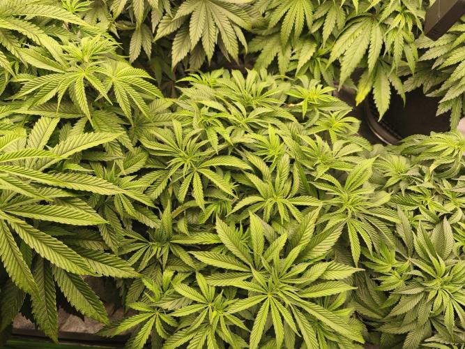 Gorilla, Punch Pie, Radical Juice. Week 10 - Bloom day 1
22.12.2025