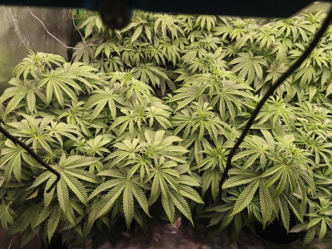 Gorilla, Punch Pie, Radical Juice. Week 10 - Bloom day 1
22.12.2025