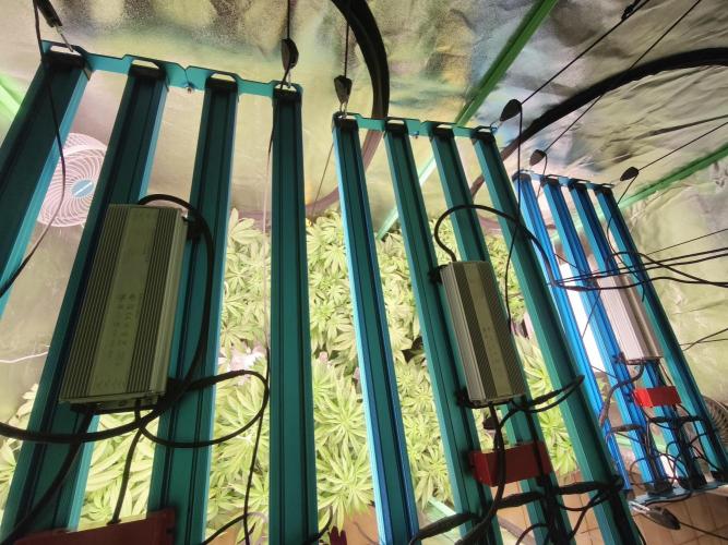 Gorilla, Punch Pie, Radical Juice. Week 10 - Bloom day 6
27.12.2025