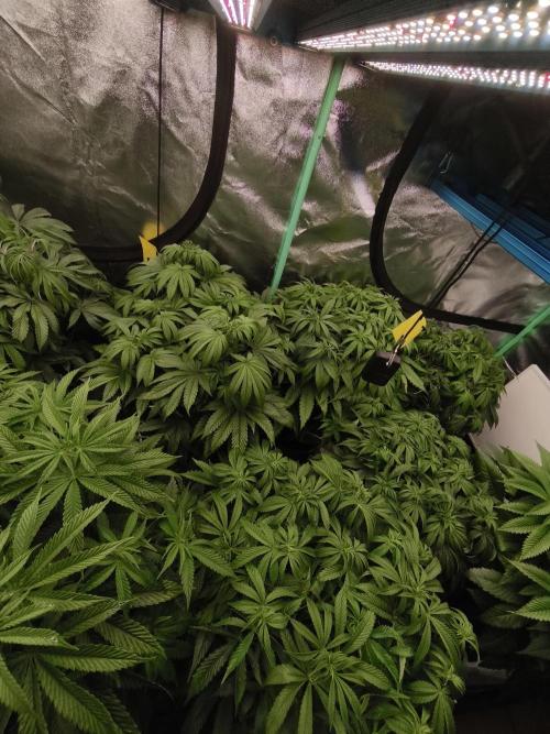 Gorilla, Punch Pie, Radical Juice. Week 10 - Bloom day 6
27.12.2025