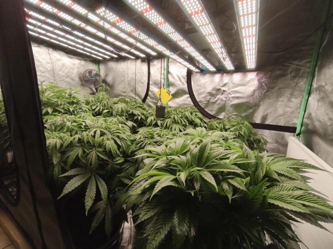 Gorilla, Punch Pie, Radical Juice. Week 10 - Bloom day 6
27.12.2025