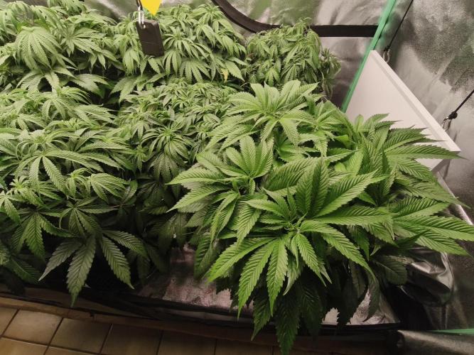 Gorilla, Punch Pie, Radical Juice. Week 10 - Bloom day 6
27.12.2025