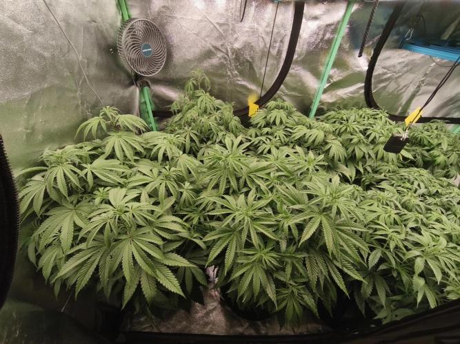 Gorilla, Punch Pie, Radical Juice. Week 10 - Bloom day 6
27.12.2025