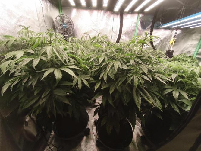 Gorilla, Punch Pie, Radical Juice. Week 10 - Bloom day 6
27.12.2025