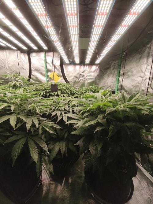 Gorilla, Punch Pie, Radical Juice. Week 11 - 29.12.2025
bloom day 8