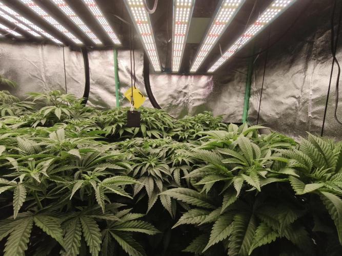 Gorilla, Punch Pie, Radical Juice. Week 11 - 29.12.2025
bloom day 8