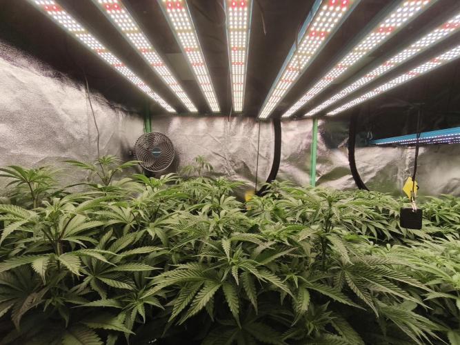 Gorilla, Punch Pie, Radical Juice. Week 11 - 29.12.2025
bloom day 8