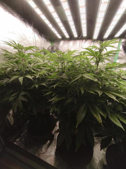 Gorilla, Punch Pie, Radical Juice. Week 11 - 29.12.2025
bloom day 8