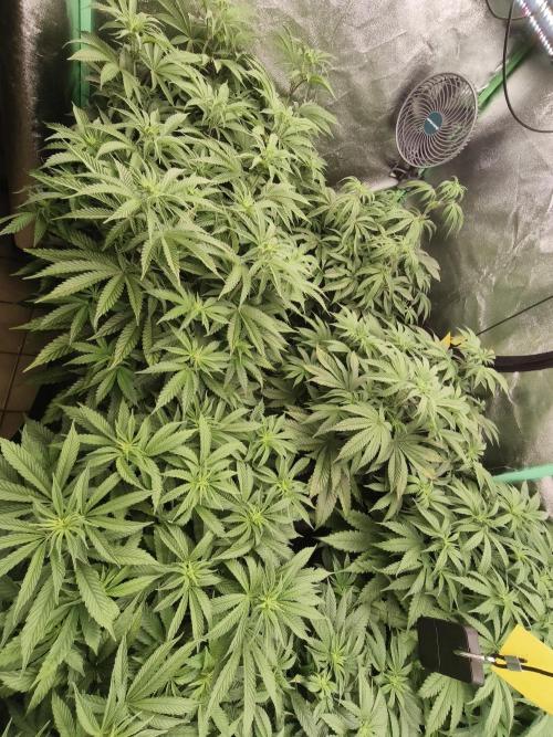 Gorilla, Punch Pie, Radical Juice. Week 11 - 29.12.2025
bloom day 8