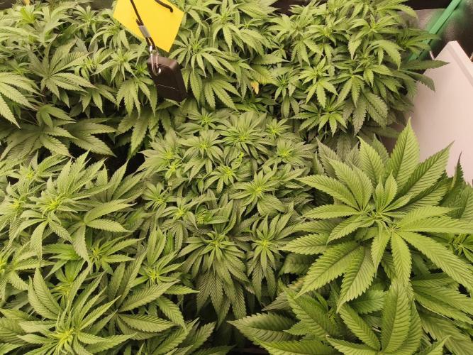 Gorilla, Punch Pie, Radical Juice. Week 11 - 29.12.2025
bloom day 8