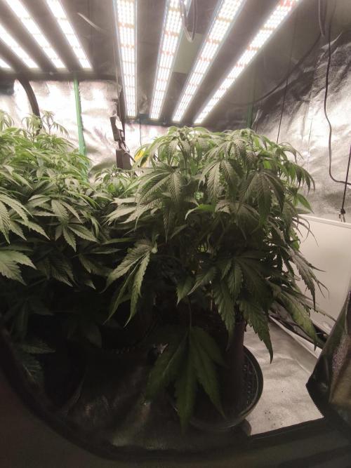 Gorilla, Punch Pie, Radical Juice. Week 11 - 01.01.2026
bloom day 10