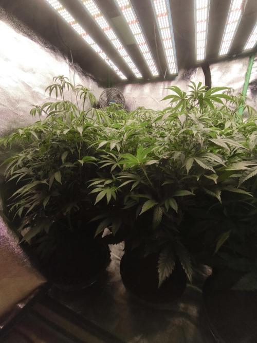 Gorilla, Punch Pie, Radical Juice. Week 11 - 01.01.2026
bloom day 10