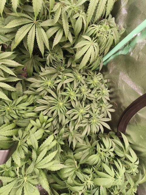 Gorilla, Punch Pie, Radical Juice. Week 11 - 01.01.2026
bloom day 10