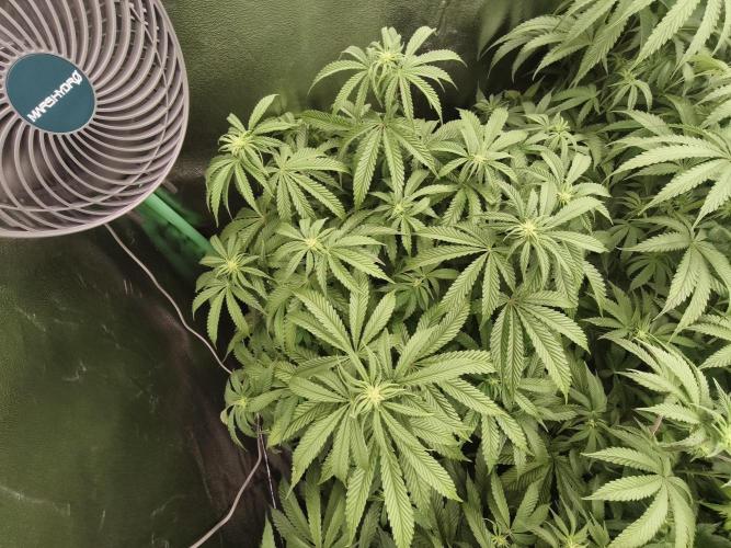 Gorilla, Punch Pie, Radical Juice. Week 11 - 01.01.2026
bloom day 10