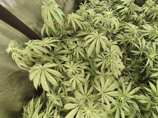 Gorilla, Punch Pie, Radical Juice. Week 11 - 01.01.2026
bloom day 10