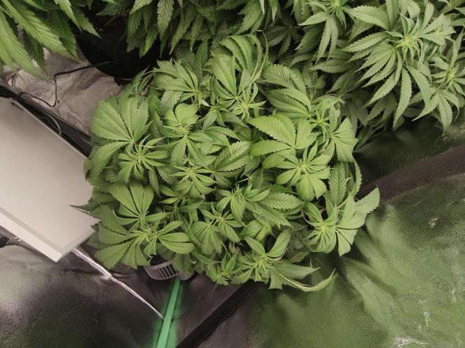 Gorilla, Punch Pie, Radical Juice. Week 11 - 01.01.2026
bloom day 10