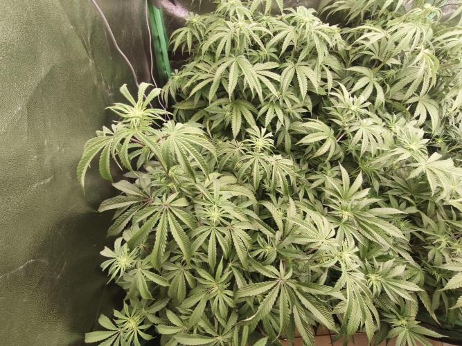 Gorilla, Punch Pie, Radical Juice. Week 11 - 01.01.2026
bloom day 10