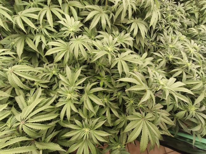 Gorilla, Punch Pie, Radical Juice. Week 11 - 01.01.2026
bloom day 10