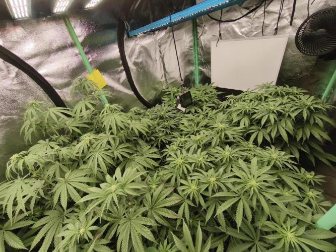 Gorilla, Punch Pie, Radical Juice. Week 12 - bd
04.01.2026
