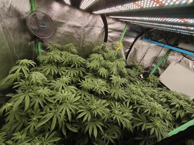 Gorilla, Punch Pie, Radical Juice. Week 12 - bd
04.01.2026