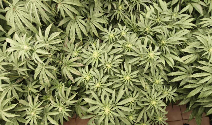 Gorilla, Punch Pie, Radical Juice. Week 12 - bd
04.01.2026