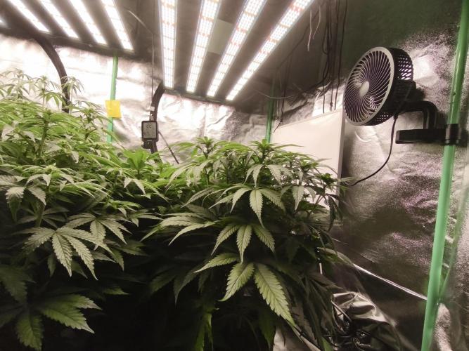 Gorilla, Punch Pie, Radical Juice. Week 12 - bd
04.01.2026