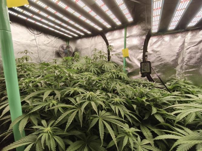 Gorilla, Punch Pie, Radical Juice. Week 12 - bd
04.01.2026