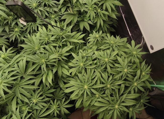 Gorilla, Punch Pie, Radical Juice. Week 12 - bd
04.01.2026